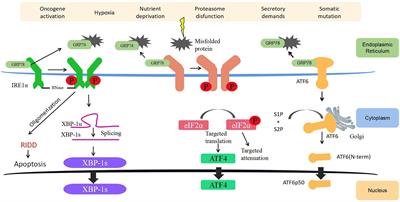 Endoplasmic Reticulum Stress and Tumor Microenvironment in Bladder Cancer: The Missing Link